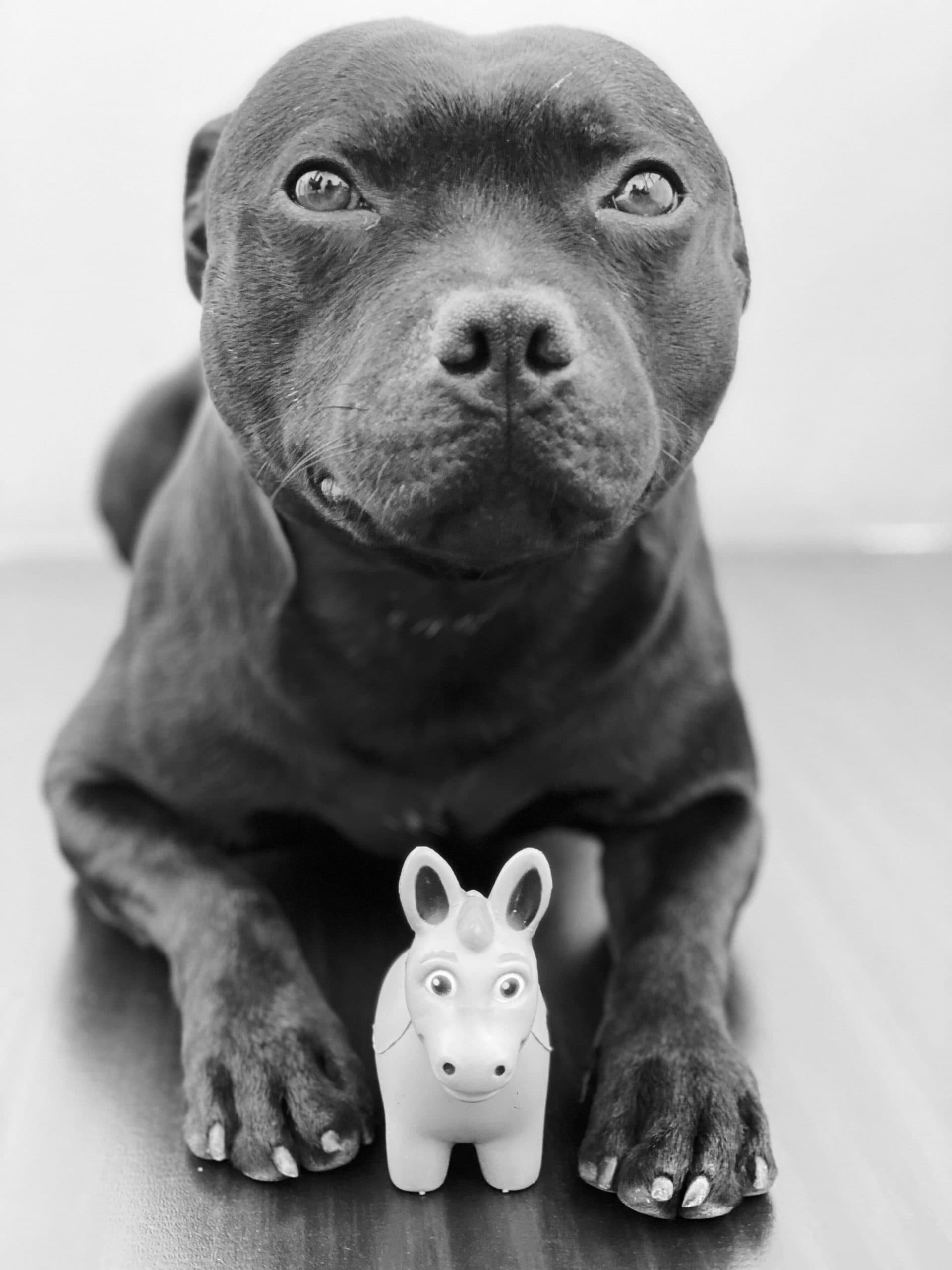 Drago